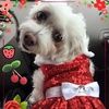 dogismyfamily2k